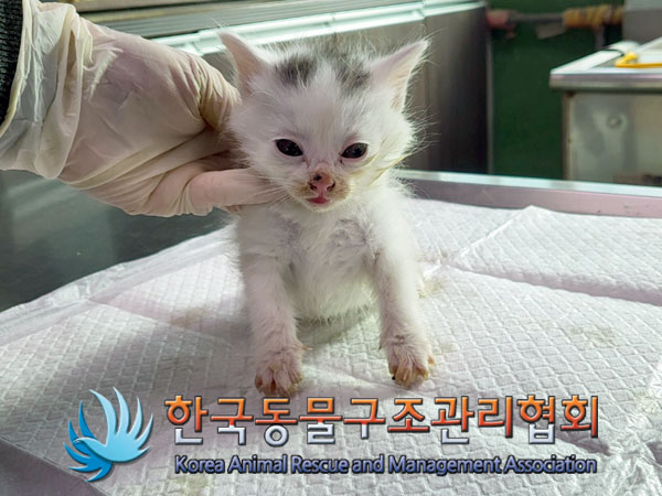 종료(자연사) 한국…